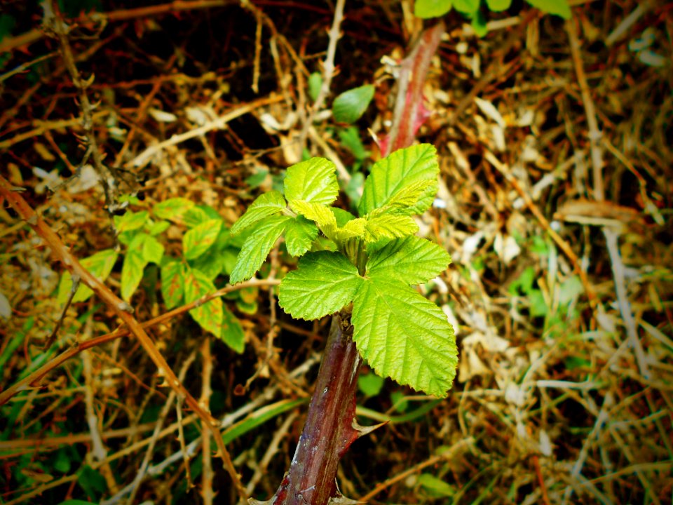 Nature (140437915)