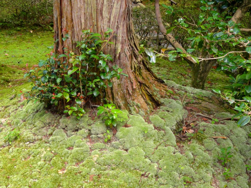 Nature - Ishiyamadera - Otsu, Shiga - DSC07435