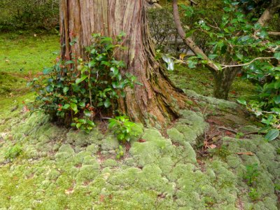 Nature - Ishiyamadera - Otsu, Shiga - DSC07435