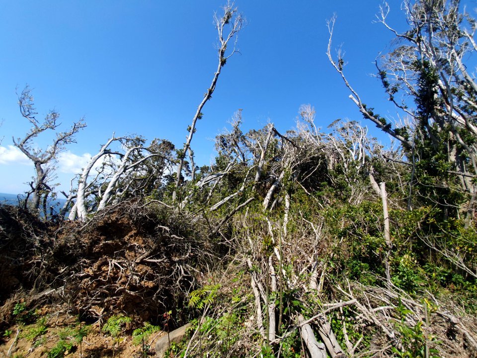 Nature at Cape Daibusa 5