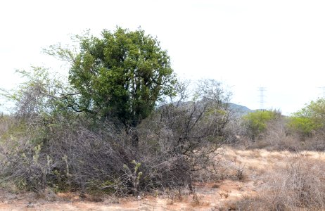 Nature in Isla Margarita, Nueva Esparta, Venezuela 04