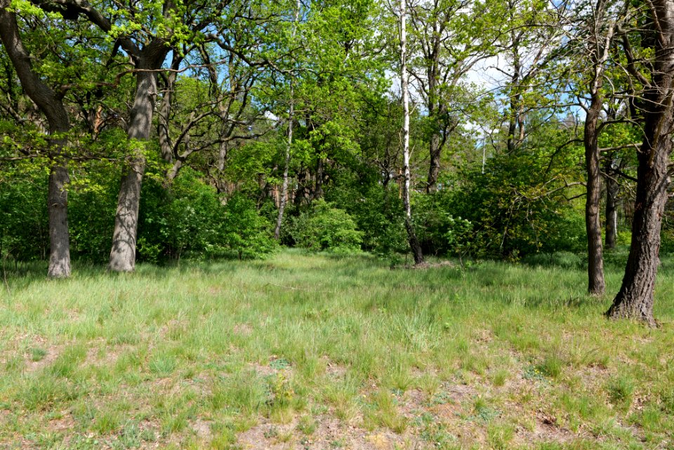 Nauener Stadtforst Leitsakgraben 2020-05-15 123