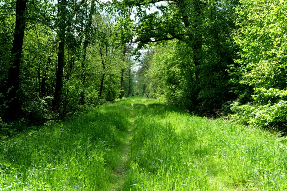 Nauener Stadtforst Leitsakgraben 2020-05-15 43