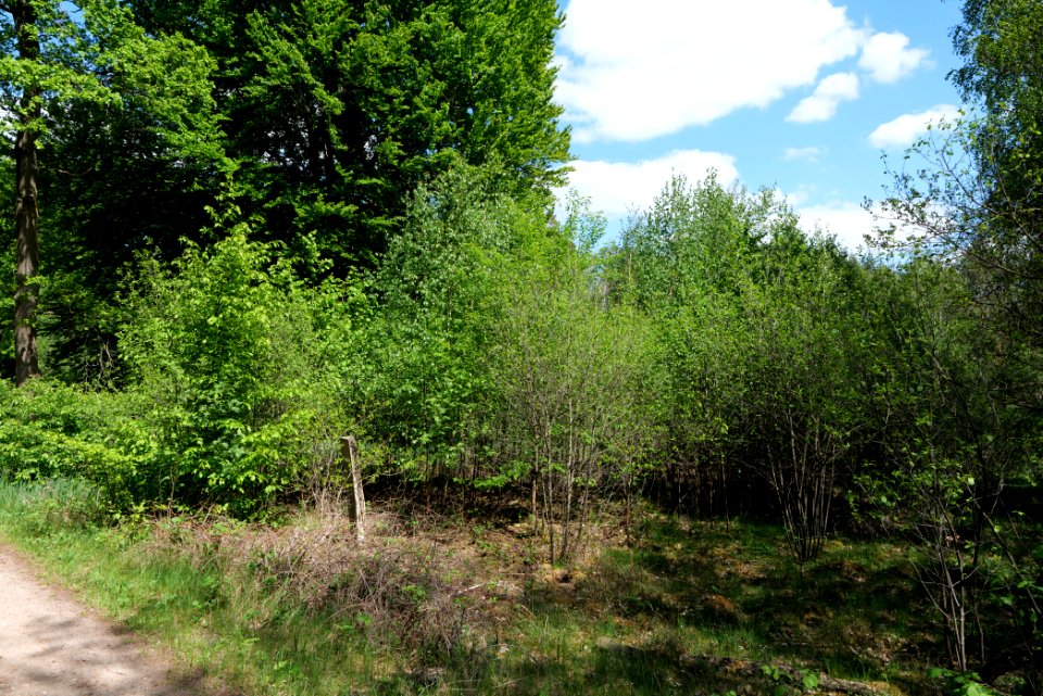 Nauener Stadtforst 2020-05-15 20