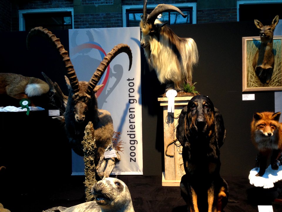 Natuurmuseum Fryslân - NK Prepareren - ensemble 09