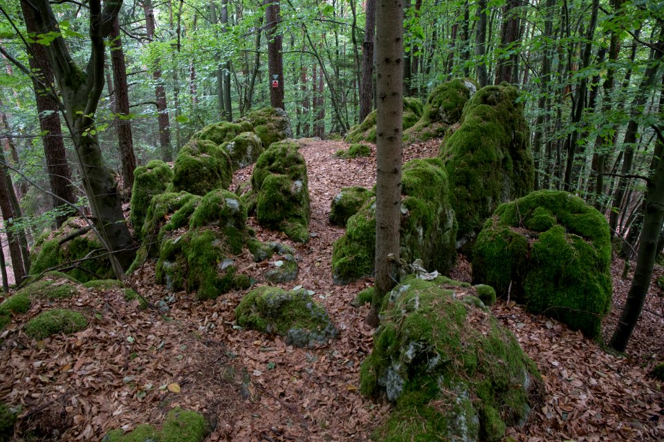 Naturdenkmal Judenfriedhof bei Plech 003