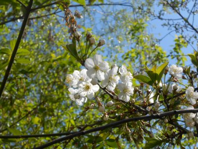 Nature in Smolensk - 12