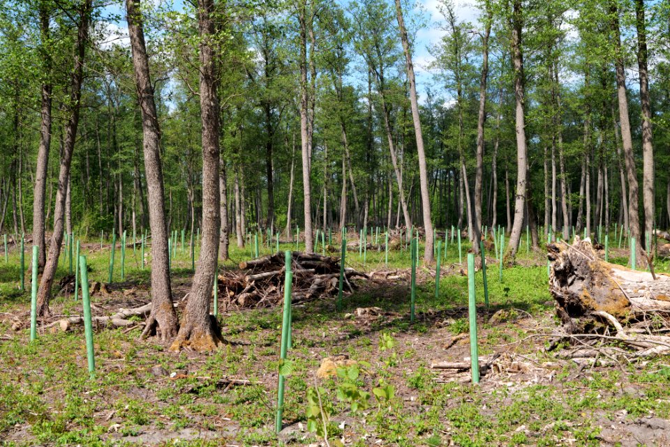 Nauener Stadtforst Leitsakgraben 2020-05-15 91