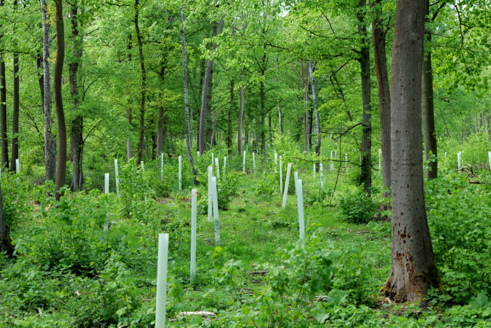 Nauener Stadtforst Leitsakgraben 2020-05-15 21