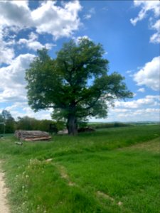 Naunstadt, Eiche an den Wachhecken (1)