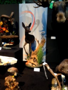 Natuurmuseum Fryslân - NK Prepareren - ensemble 08