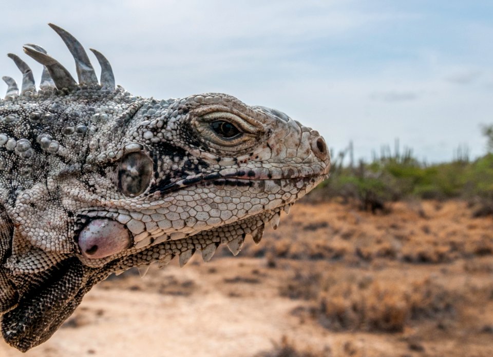 Nature in Margarita Island, Nueva Esparta, Venezuela 01