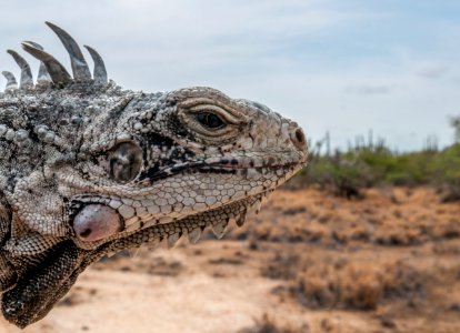 Nature in Margarita Island, Nueva Esparta, Venezuela 01