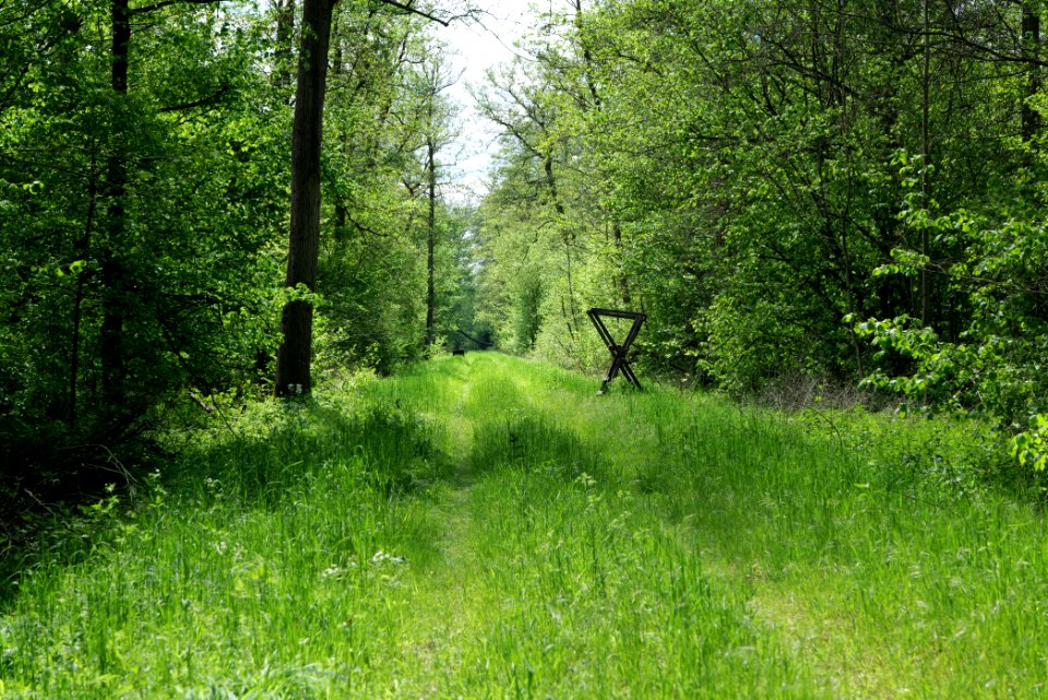 Nauener Stadtforst Leitsakgraben 2020-05-15 45