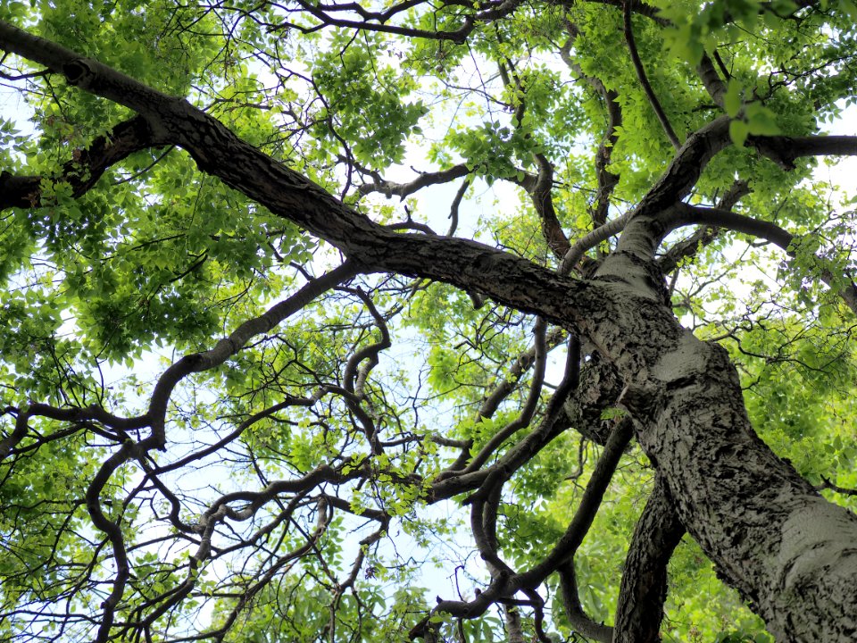 Naturdenkmal.Amerikanischer.Zuergelbaum.Berlin-Tiergarten