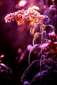 Nature (195913537)