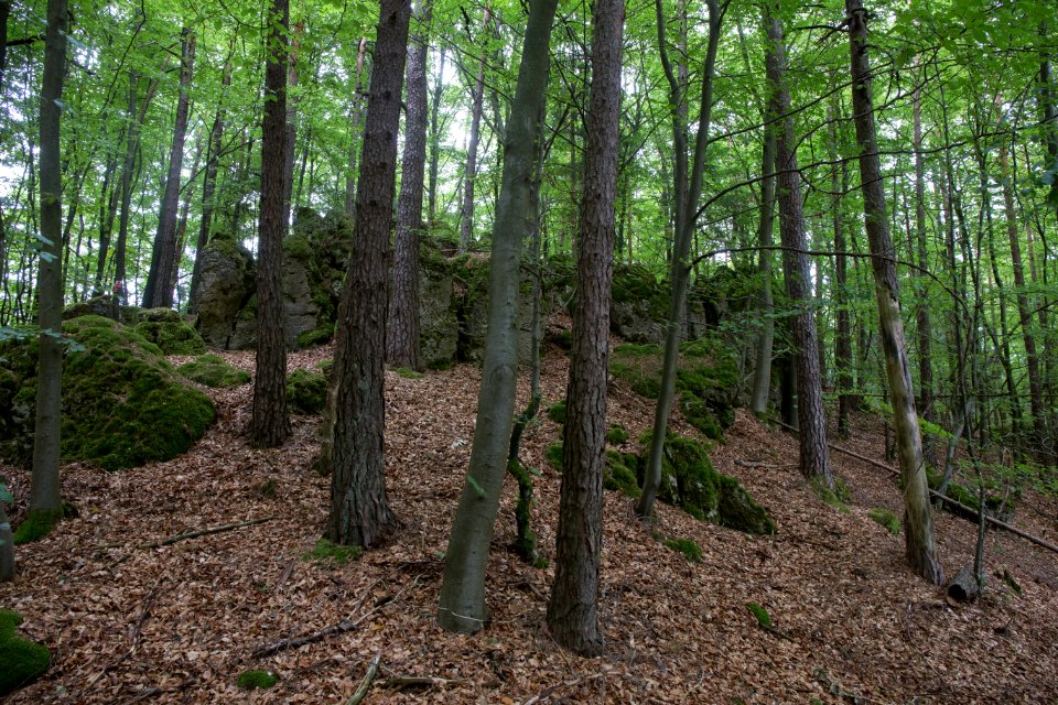 Naturdenkmal Judenfriedhof bei Plech 004