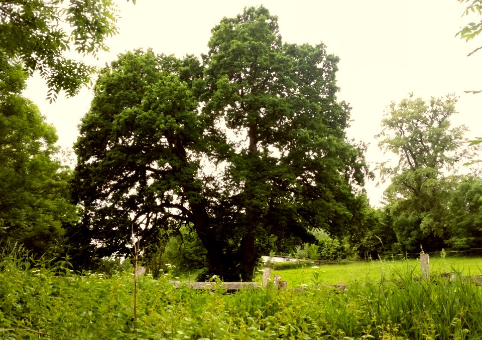Naturdenkmal Eichen in Türkheim