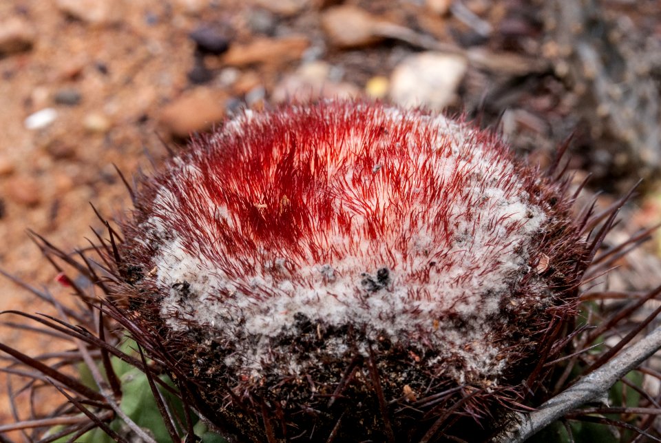 Nature in Isla Margarita, Nueva Esparta, Venezuela 10