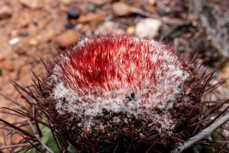 Nature in Isla Margarita, Nueva Esparta, Venezuela 10