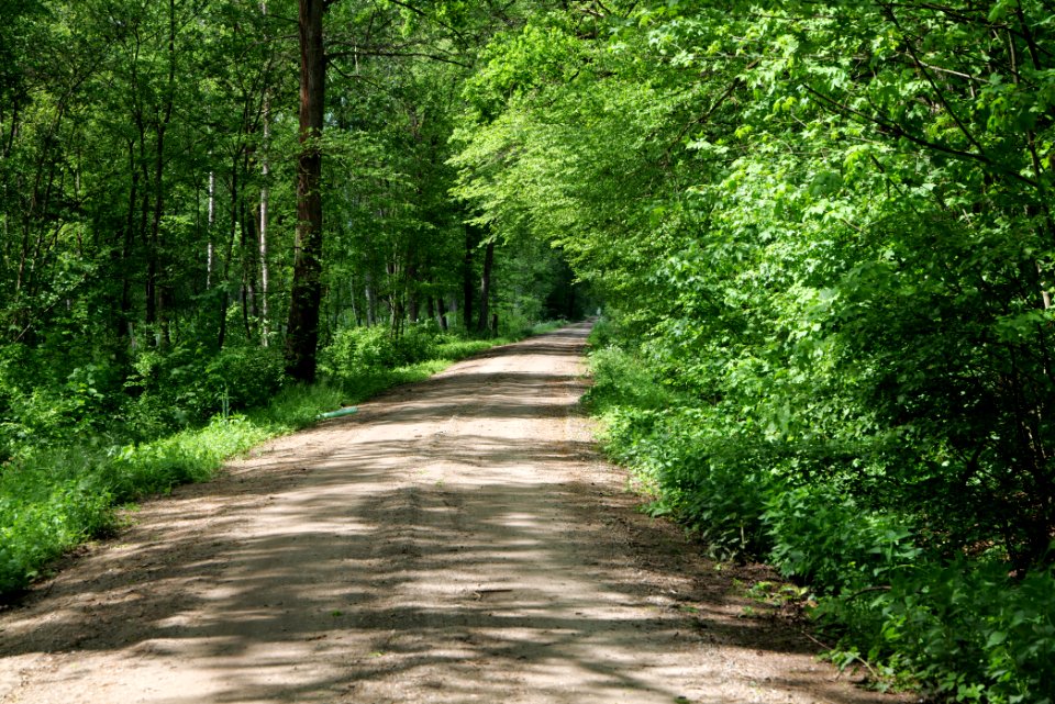 Nauener Stadtforst Leitsakgraben 2020-05-15 10