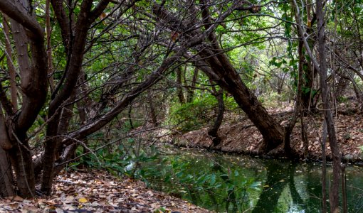 Nature in Margarita Island, Nueva Esparta, Venezuela 13