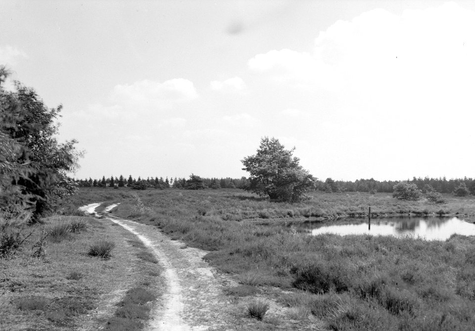 Natuurreservaat Oldenzaalse veen, Lonneker, Bestanddeelnr 162-1146