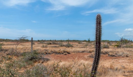 Nature in Isla Margarita 11