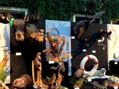 Natuurmuseum Fryslân - NK Prepareren - ensemble 07