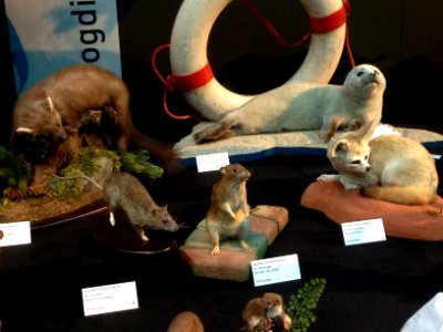Natuurmuseum Fryslân - NK Prepareren - ensemble 02