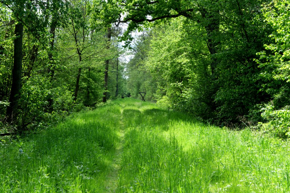 Nauener Stadtforst Leitsakgraben 2020-05-15 41