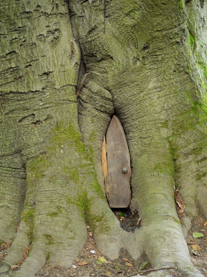 Tree fairy nature