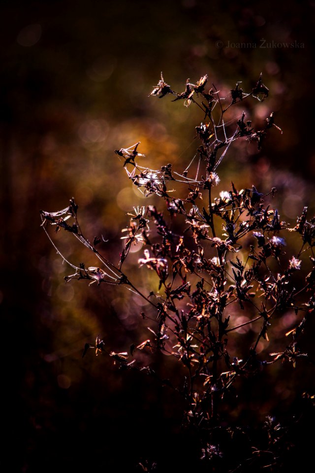 Nature (195913535)