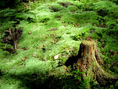 Nature - Ishiyamadera - Otsu, Shiga - DSC07426