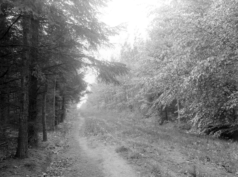 Natuurschoon , de rips, Bestanddeelnr 192-0452