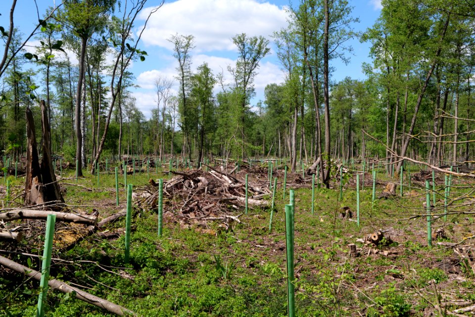 Nauener Stadtforst Leitsakgraben 2020-05-15 97