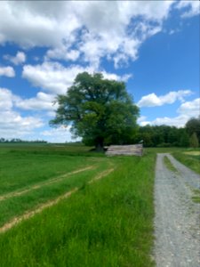 Naunstadt, Eiche an den Wachhecken (2)