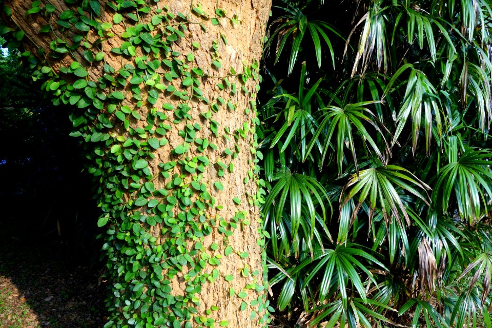 Nature - Tunghai University - DSC01750