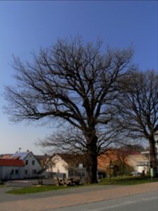 ND 2 Eichen am Festplatz R0012436