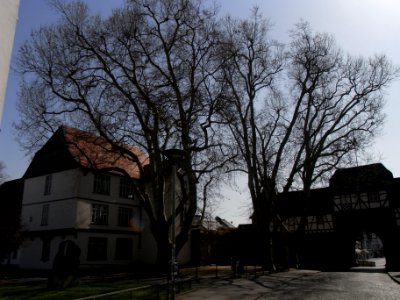 ND 3 Platanen am Burgeingang R0012340