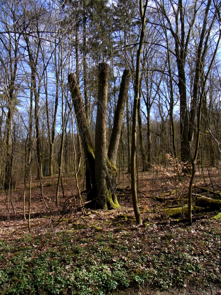 ND Speierling BN 440.246 R0012507