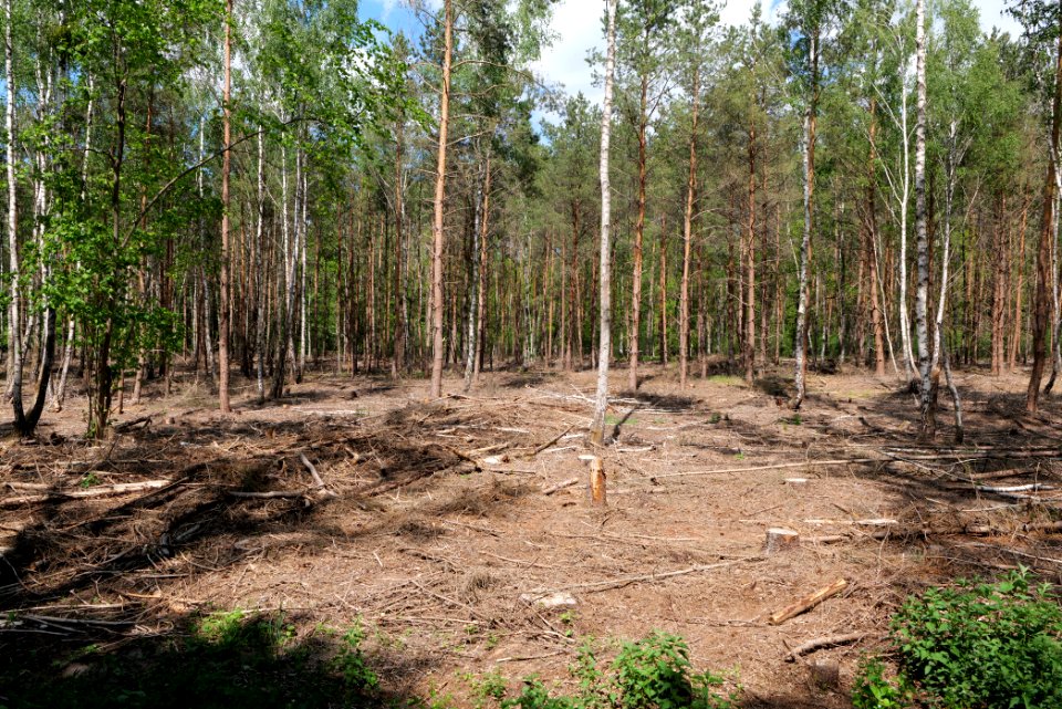Nauener Stadtforst Leitsakgraben 2020-05-15 04
