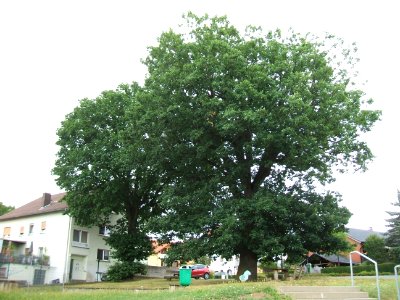 ND 2 Eichen am Festplatz OM 2