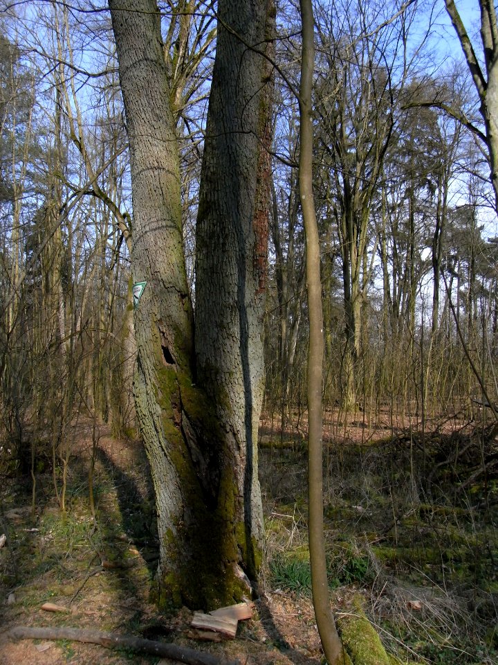 ND Speierling BN 440.247 R0012323
