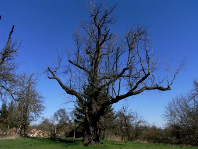 ND Speierling in den Wendelgärten R0012158