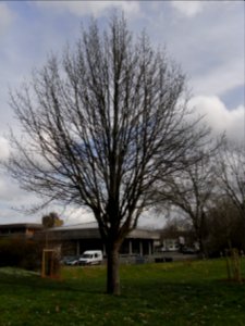 ND Speierling auf dem Parkplatz Stadthalle R0011734