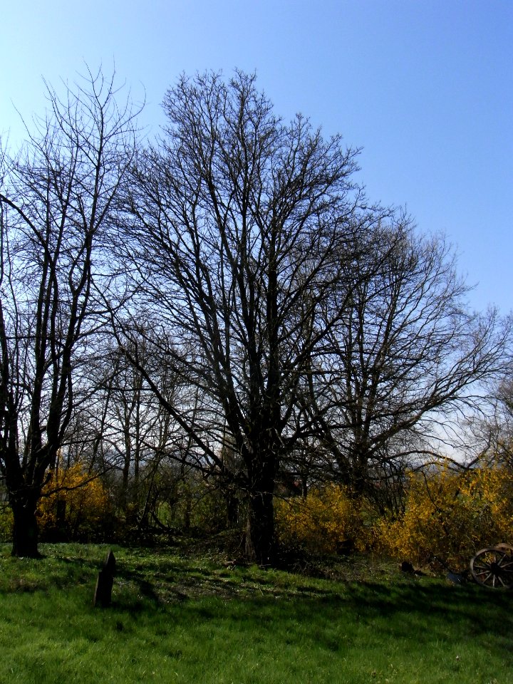 ND Speierling am Ossenheimer Wäldchen R0012275