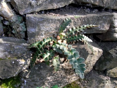 ND Schriftfarn absolut R0012258