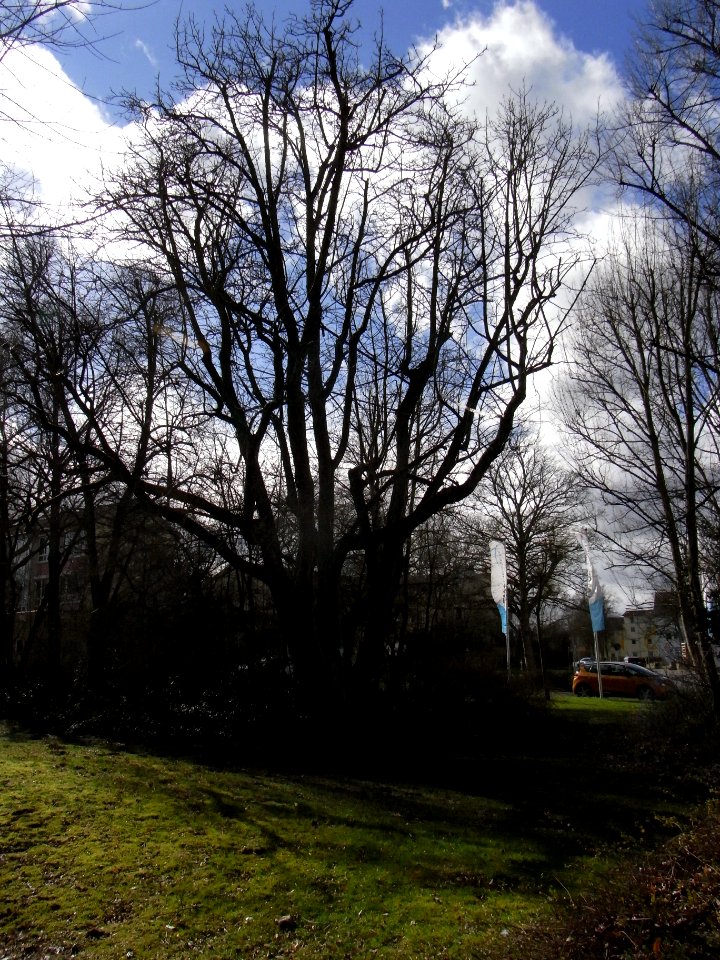 ND Speierling am Amtsgericht R0011622