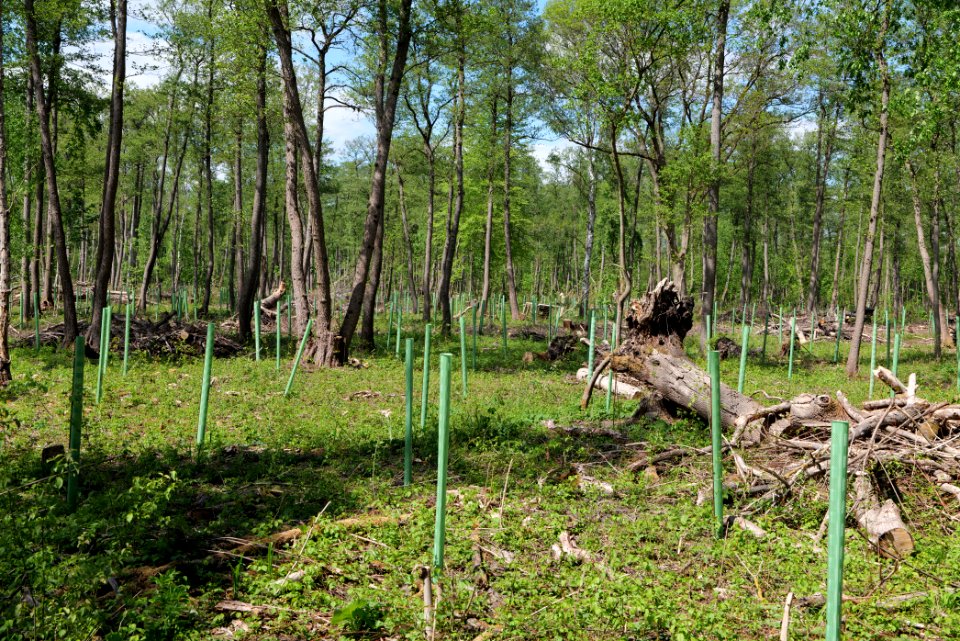 Nauener Stadtforst Leitsakgraben 2020-05-15 98